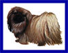 Click here for more detailed Pekingese breed information and available puppies, studs dogs, clubs and forums